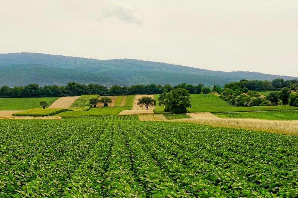 Campo natura - Foto di <a href="https://pixabay.com/it/users/schwoaze-4023294/?utm_source=link-attribution&utm_medium=referral&utm_campaign=image&utm_content=3526840">Sabine</a> da <a href="https://pixabay.com/it//?utm_source=link-attribution&utm_medium=referral&utm_campaign=image&utm_content=3526840">Pixabay</a>