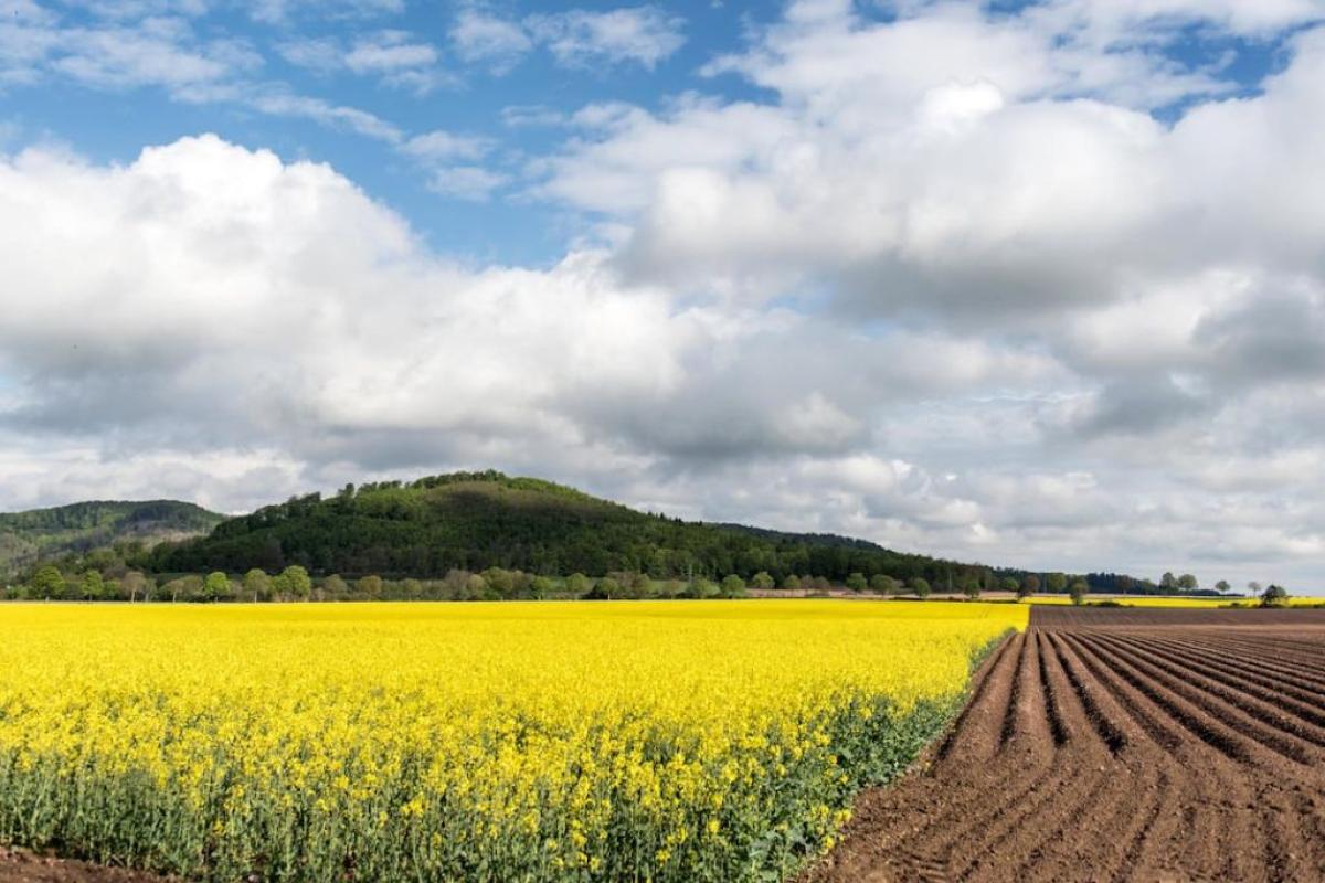 Campi coltivati - Foto di Wolfgang Weiser: https://www.pexels.com/it-it/foto/paesaggio-nuvole-estate-agricoltura-21967516/