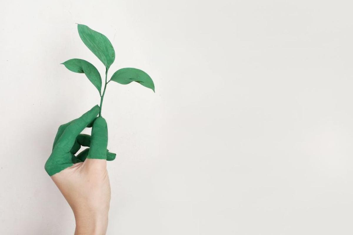mano Verde - Foto di Alena Koval: https://www.pexels.com/it-it/foto/mano-sinistra-della-persona-che-tiene-pianta-a-foglia-verde-886521/