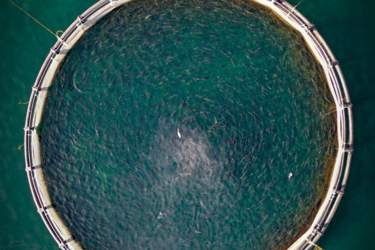Acqua coltura