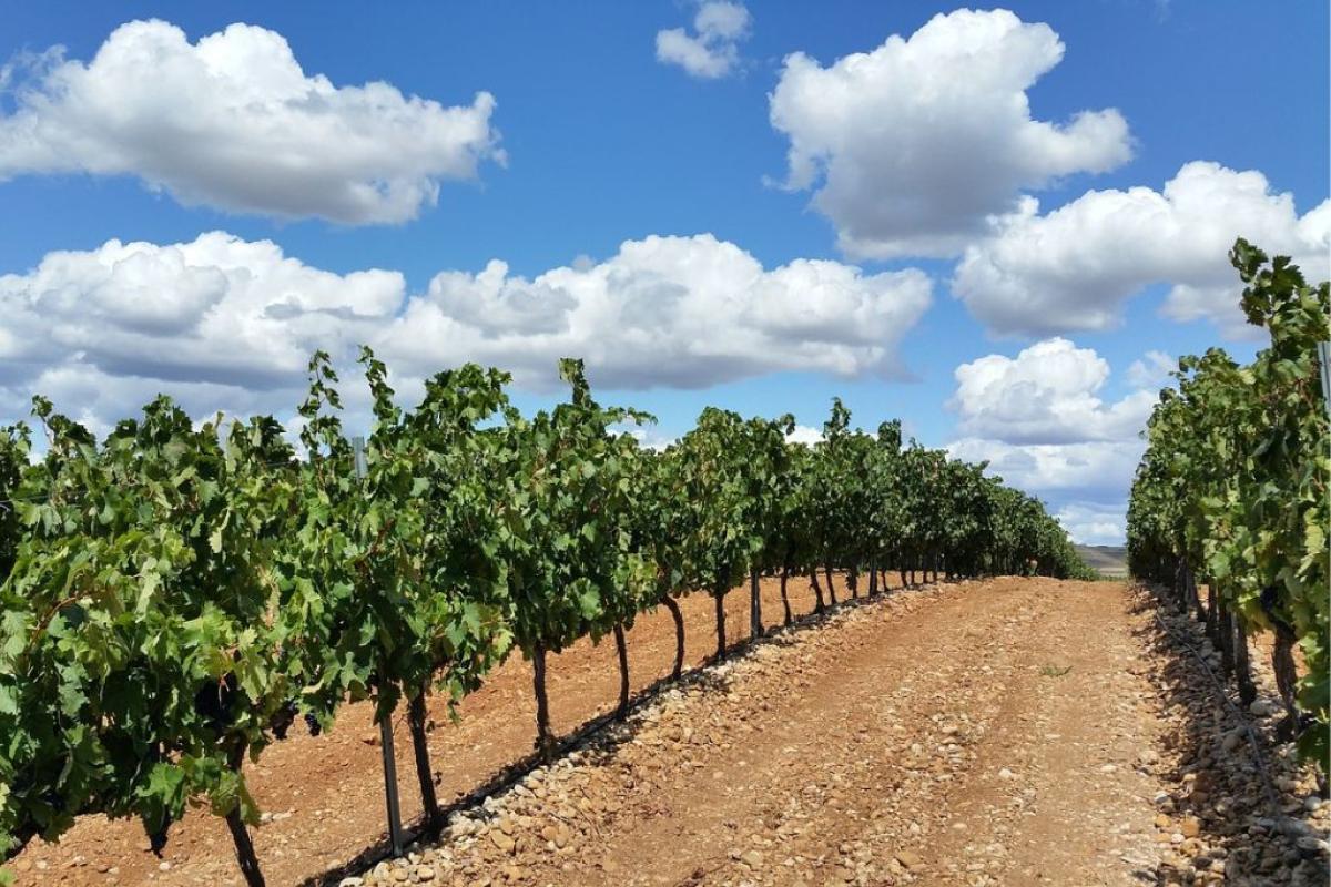 Vigneto - Foto di <a href="https://pixabay.com/it/users/pradillacarlos-1585060/?utm_source=link-attribution&utm_medium=referral&utm_campaign=image&utm_content=1014890">Pradillacarlos</a> da <a href="https://pixabay.com/it//?utm_source=link-attribution&utm_medium=referral&utm_campaign=image&utm_content=1014890">Pixabay</a>