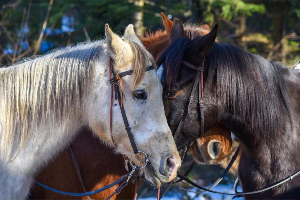 Cavalli - Foto di <a href="https://pixabay.com/it/users/jetratull-10530573/?utm_source=link-attribution&utm_medium=referral&utm_campaign=image&utm_content=4613711">Дина Орлова</a> da <a href="https://pixabay.com/it//?utm_source=link-attribution&utm_medium=referral&utm_campaign=image&utm_content=4613711">Pixabay</a>