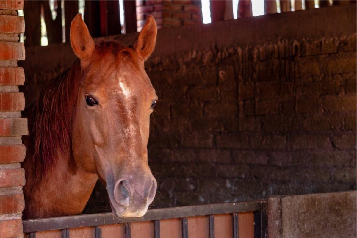 Cavallo - Foto di Heber Vazquez: https://www.pexels.com/it-it/foto/parete-muro-animale-marrone-13644298/