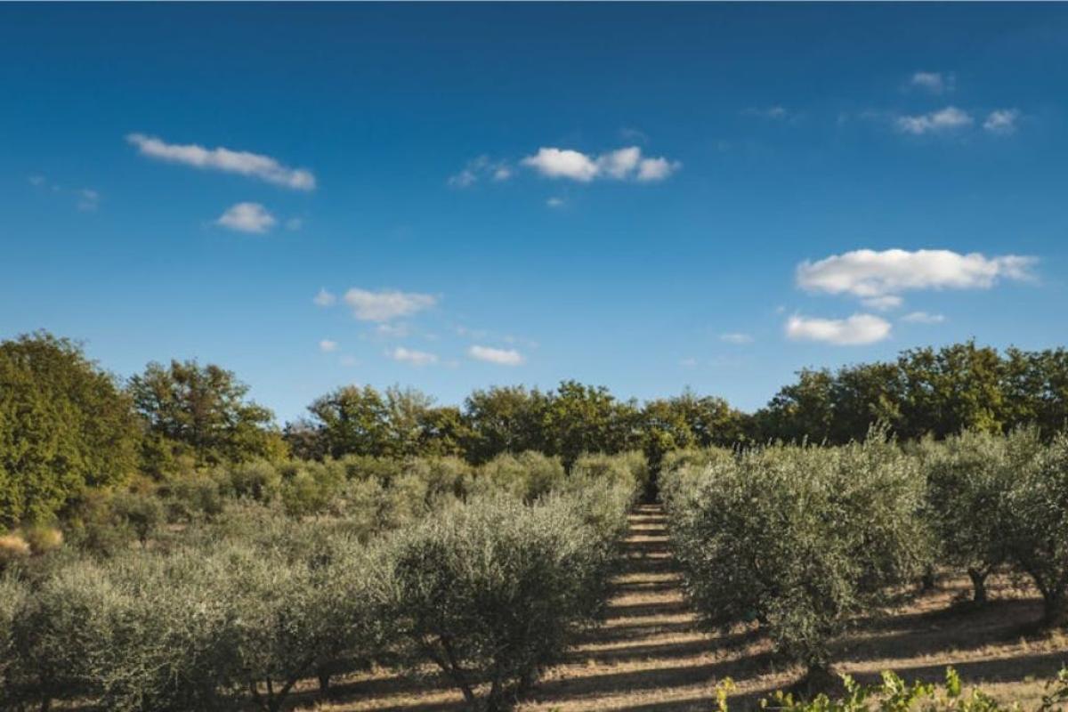 Uliveto - Foto di Francesco Ungaro: https://www.pexels.com/it-it/foto/nuvole-campo-alberi-campagna-13786211/