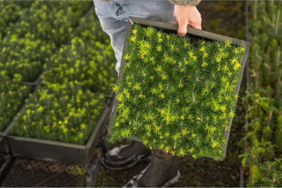 Vivaio - Foto di Mark Stebnicki: https://www.pexels.com/it-it/foto/persona-che-tiene-un-vassoio-di-giovani-piantine-di-pino-30253500/