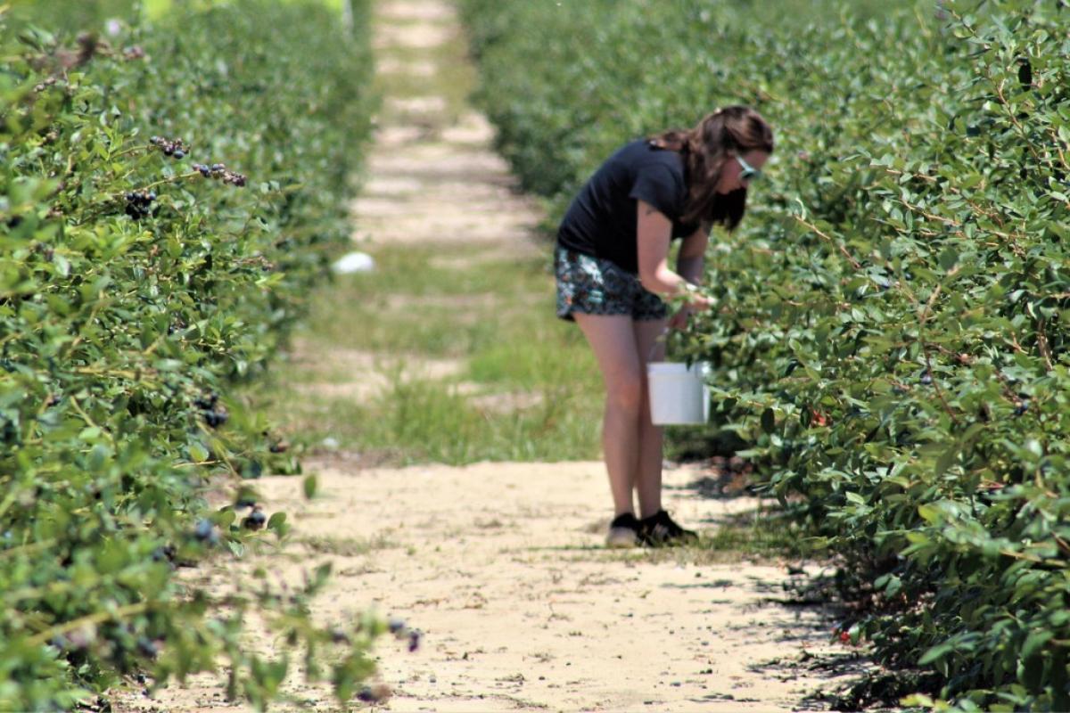 operaio agricolo raccoglitore nocciole