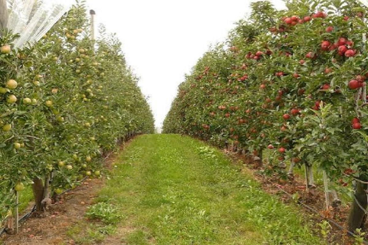 Piante-frutto