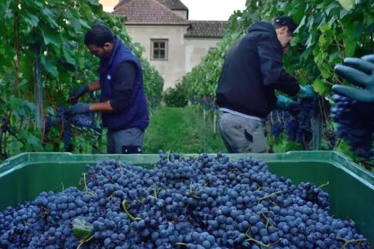 vendemmia