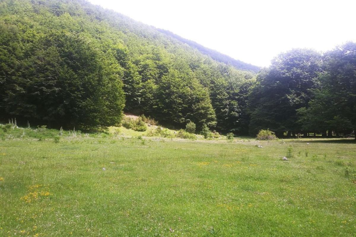 Panorama natura