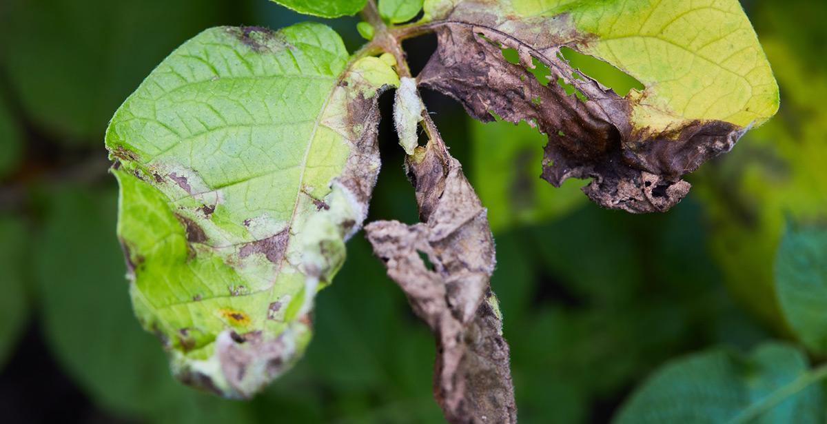 piante attaccate da xylella fastidiosa